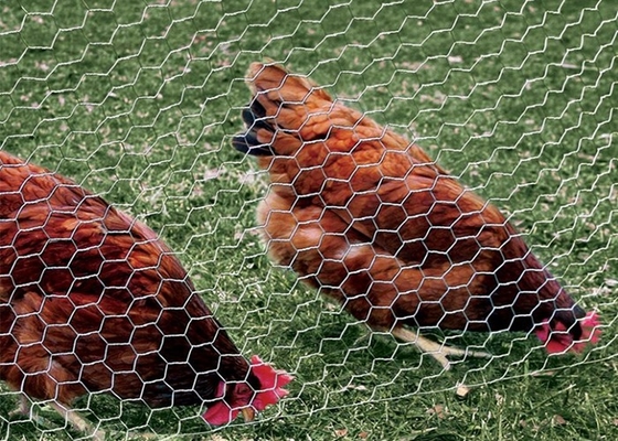 Το PVC έντυσε το γαλβανισμένο πλέγμα καλωδίων κοτόπουλου 0.55.0mm ελεύθερο δείγμα μετρητών καλωδίων